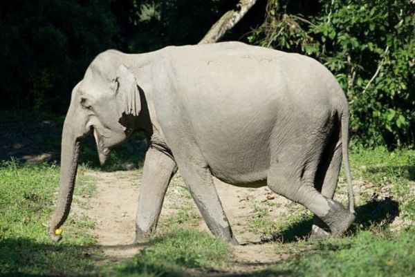 Un éléphant creuse un trou pendant 11 heures... et voici ce qu'il y avait à l'intérieur