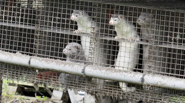 La Finlande va vacciner tous ses visons contre le Covid-19