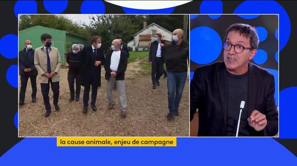 Présidentielle 2022 : la cause animale, un thème important de la campagne