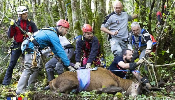 Pris au piège dans un gouffre, un cerf a été sauvé par des pompiers !