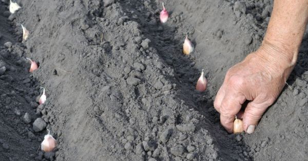 Comment planter de l’ail et le faire pousser ?