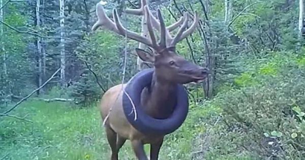 Piégé depuis deux ans avec un pneu autour du cou, un wapiti a été libéré par des gardes forestiers