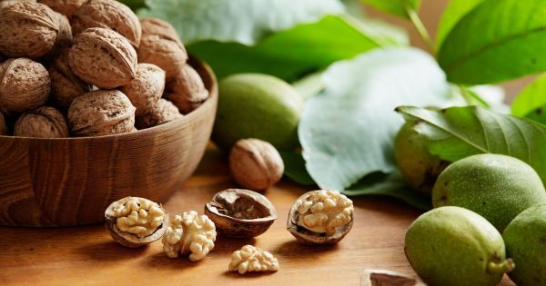 Comment bien conserver les noix après la récolte ?