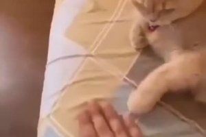 Un chat fait un tour avec une pièce