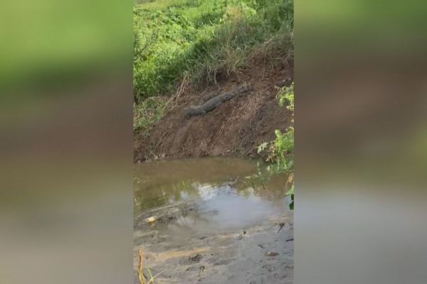 Des témoins confirment la présence de plusieurs crocodiles entre le canal et la baie du Lamentin