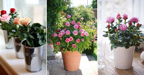 Planter et entretenir un rosier en bac pour embellir votre balcon