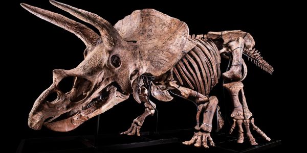 Le marché fou des dinosaures fossilisés