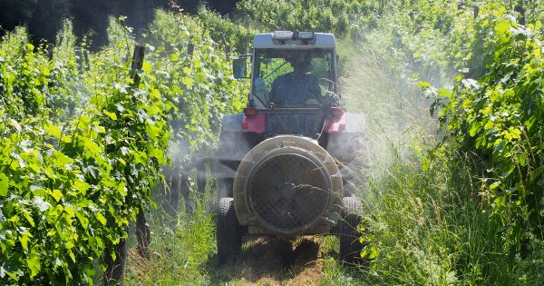 Mesure de l'exposition aux pesticides en zone viticole : l'étude PestiTiv démarre