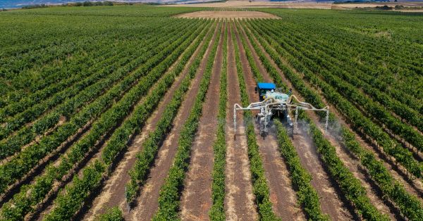 Pesticides: comment l'Anses va mesurer leur impact en zone viticole