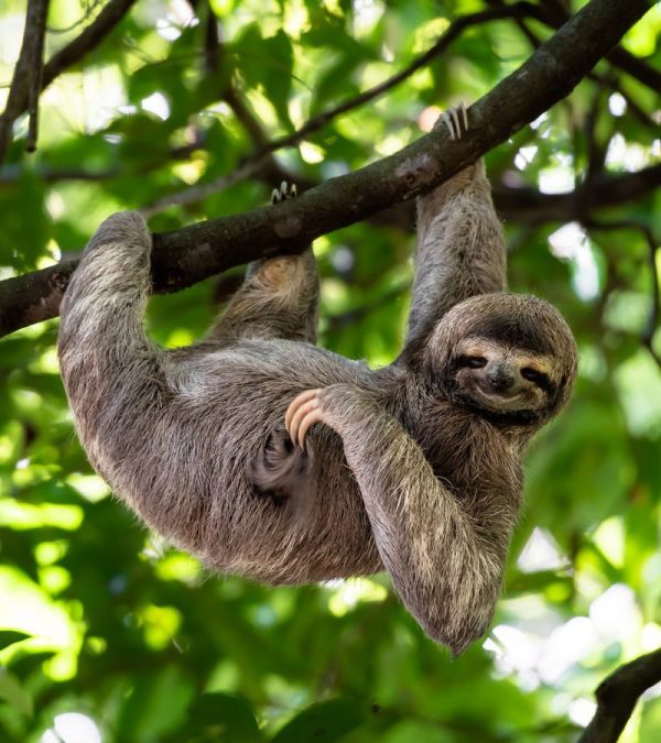(FOSSILE) Un paresseux géant retrouvé en Guyane
