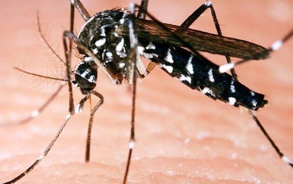 Montpellier. Innovation : un espoir dans la lutte contre le moustique tigre