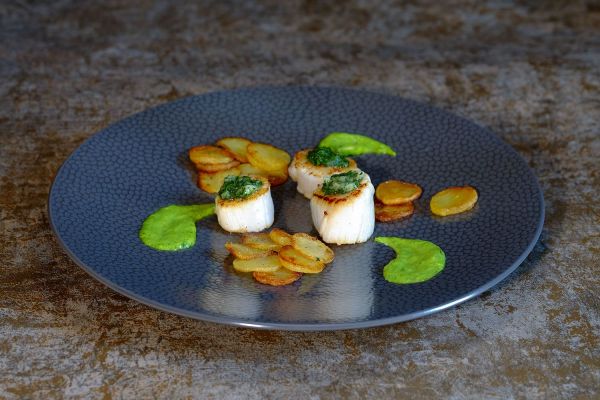 Coquilles saint-Jacques et persillade, purée persil-épinard
