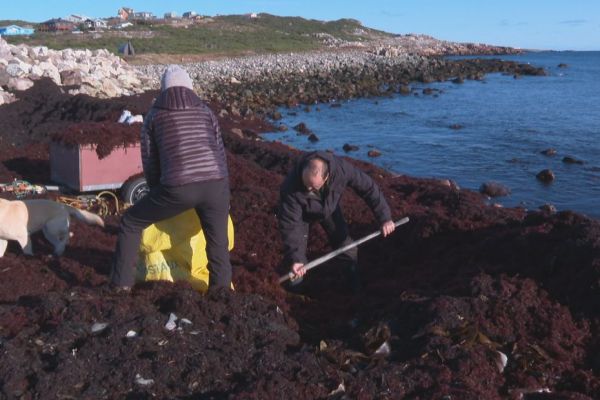 À Saint-Pierre et Miquelon on ramasse le goémon pour engraisser les jardins