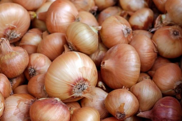 L'oignon, l'alliacée aux mille vertus qui relève bien des cuisines
