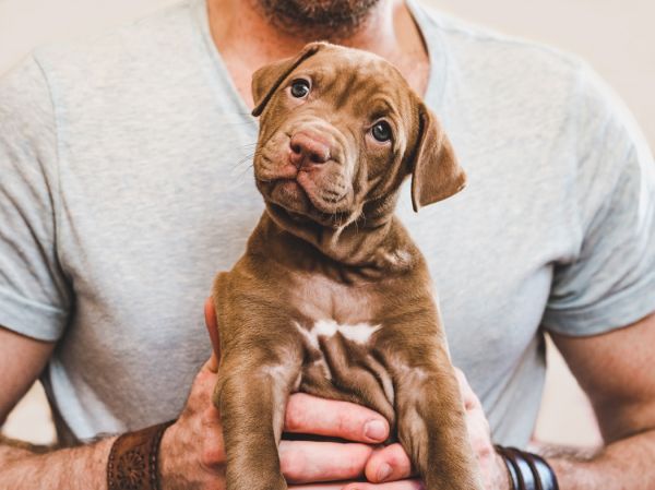 Quel matériel indispensable pour accueillir un chien chez soi ?