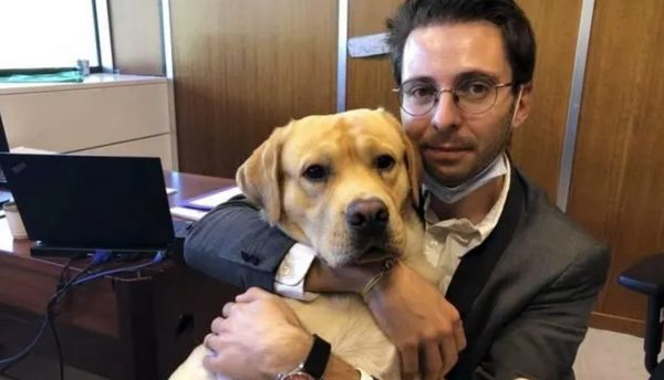 Grenoble et Suresnes acceptent les chiens des employés en mairie : d'autres villes pourraient suivre