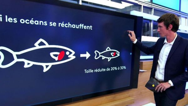 Océans : la taille des poissons impactée par le réchauffement climatique