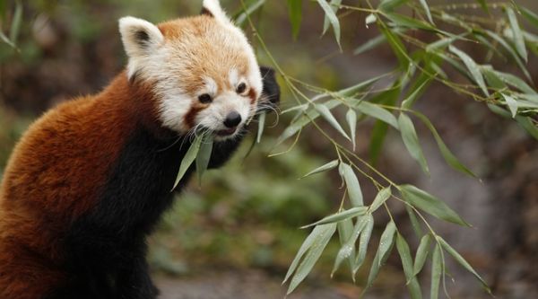 Allier : Un panda roux parmi les nouveaux pensionnaires du zoo Le Pal