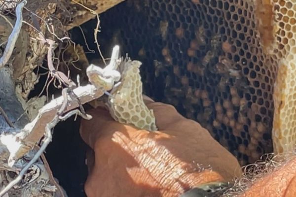 Hao : récolte d'un essaim d'abeille sauvage