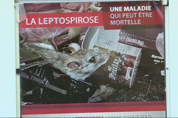 Leptospirose : l'agence de santé de Wallis et Futuna appelle à la vigilance