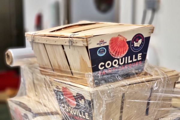 Coquille Saint-Jacques de Normandie : de la mer à l'assiette