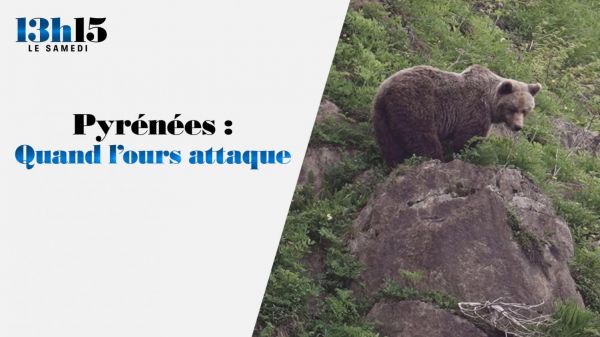 "13h15 le samedi". Pyrénées : quand l'ours attaque