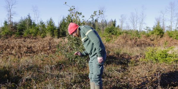 A l'Office national des forêts, le grand malaise des personnels