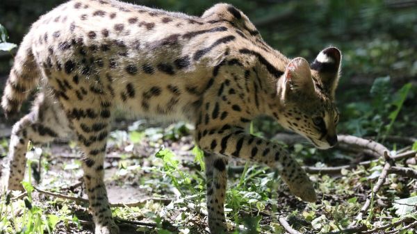Serval, caracal, tortue exotique... un trafic d'animaux sauvages démantelé