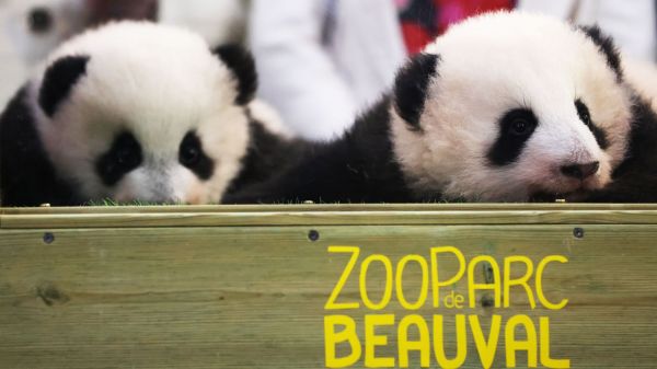 Zoo de Beauval : les deux bébés pandas nés au mois d'août seront visibles des visiteurs dès le 11 décembre