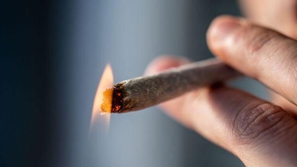 Le cannabis, une drogue toujours autant consommée par les Français