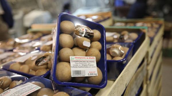 «Il faut rapidement trouver une alternative» : comment le champignon de Paris traditionnel doit se réinventer