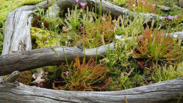 Plantes carnivores : leurs stratégies pour piéger les insectes