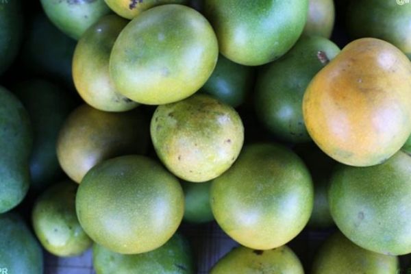 Lutte contre la mouche des fruits : un nouveau procédé pour sauver les mangues de La Réunion ?