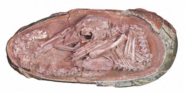 Découverte d'un embryon de dinosaure datant d'au moins 66 millions d'années
