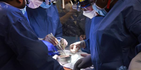 Des chirurgiens américains réussissent à greffer un cœur de porc sur un humain