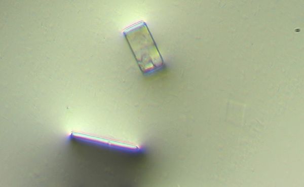 Nouvelles photographies des nano-routeurs dans le vaccin Pfizer