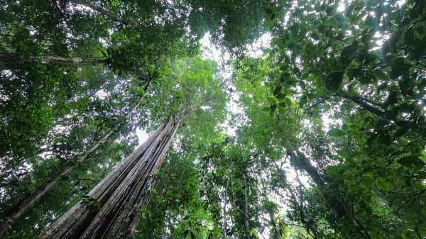 Guadeloupe : un vacancier retrouvé vivant dans la forêt six jours après sa disparition