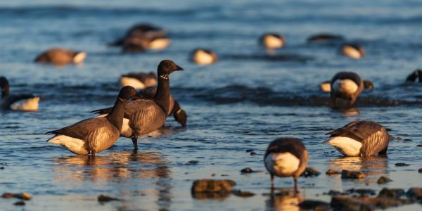 « Le grand malheur de la biodiversité, bien qu'elle soit partout, est de nous être en grande partie invisible »