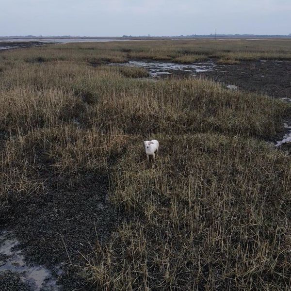 Vidéo : l'incroyable sauvetage d'un chien à l'aide d'un drone et d'une saucisse