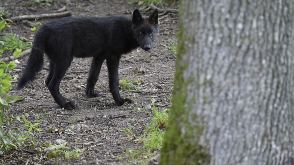 Saône-et-Loire : la présence d'un loup confirmée, une dizaine de brebis tuées
