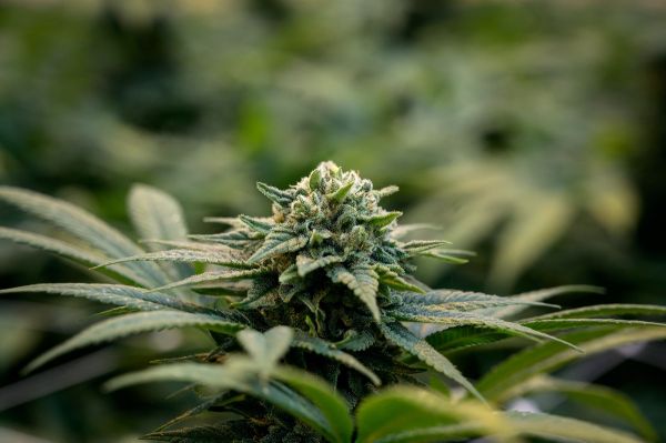 CBD : les feuilles et les fleurs peuvent à nouveau être vendues