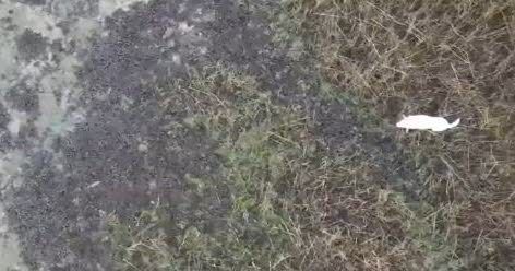 Insolite. L'incroyable sauvetage de ce chien à l'aide d'un drone... et d'une saucisse