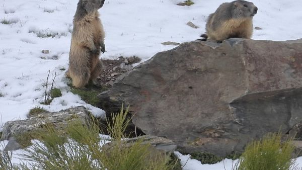 Hibernation dans la montagne catalane : la faune sauvage face à l'hiver