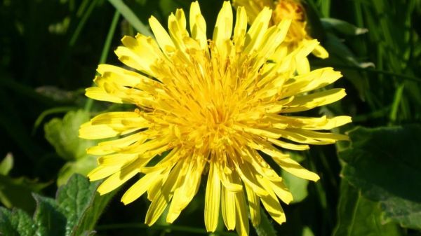 Voici les 5 mauvaises herbes qu'il ne faut surtout pas arracher