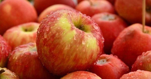 Nutrition. Pourquoi les pommes sont de vraies alliées pour votre santé