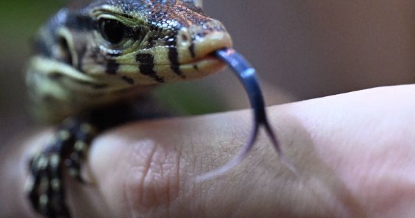 Animaux. Dans un parc du Lot, une femelle varan fait trois bébés... toute seule
