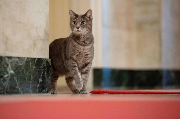 "First Cat of the United States": les Biden accueillent Willow à la Maison Blanche