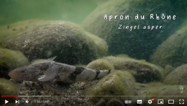 Un doc sur l'apron du Rhône