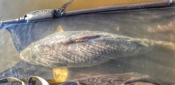 Grosses carpes en hiver, les temps changent