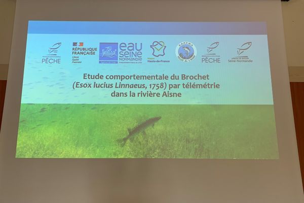 Etude brochets Aisne : les résultats bientôt dévoilés